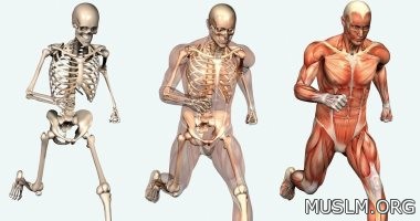 اعرف جسمك.. كيف يؤثر الهيكل العظمى على الحركة والنمو؟