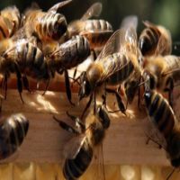 الشرطة الأمريكية تلقي القبض على صبيين بتهمة قتل نصف مليون نحلة