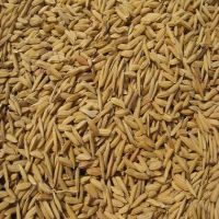 الصناعات الغذائية: انخفاض أسعار القمح عالميا وارتفاع الشعير والذرة الصفراء